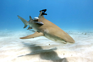Illustration for article titled Real Lasers on Actual Sharks